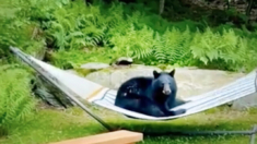 ¿Qué harías si un oso descansa en tu hamaca? Veamos qué hizo este vecino de Vermont