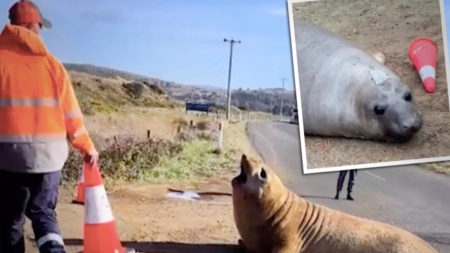 Agente de tráfico se enfrenta a un piquete de foca, ¿habrá logrado poner orden? VIDEO