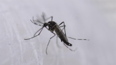 El Salvador decreta alerta sanitaria tras la muerte de tres niños por dengue