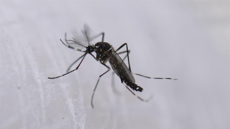 Fotografía de archivo de un mosquito aedes aeypti, transmisor del dengue. EFE/ Ernesto Guzmán