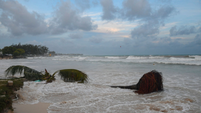 Un árbol arrancado yace en la playa tras el paso del huracán Beryl en los Jardines Oistins, Christ Church, Barbados, el 1 de julio de 2024. (Randy Brooks/AFP vía Getty Images)