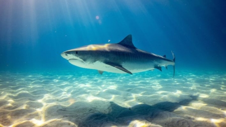 Así fue como una joven luchó por su vida contra uno de los tiburones más peligrosos