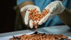 Italia decomisa 6.9 toneladas de precursores de drogas procedentes de China