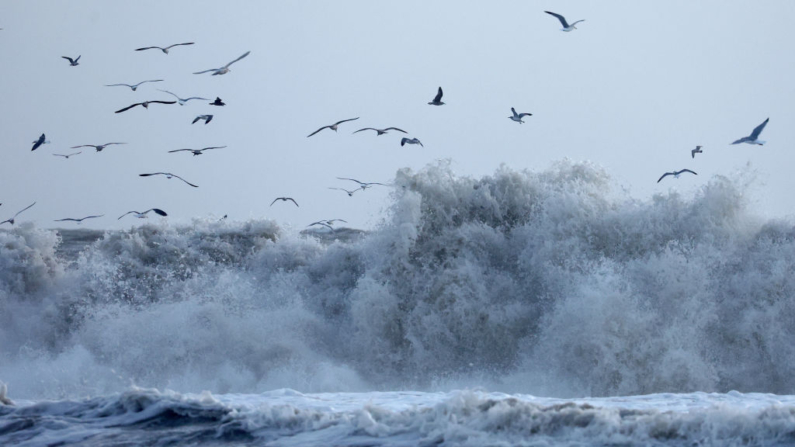 Las gaviotas vuelan por encima de las olas en una fotografía de archivo. (Mario Tama/Getty Images)