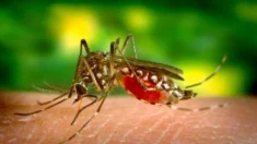 Alerta sanitaria: Emiten advertencia por dengue en los Cayos de Florida