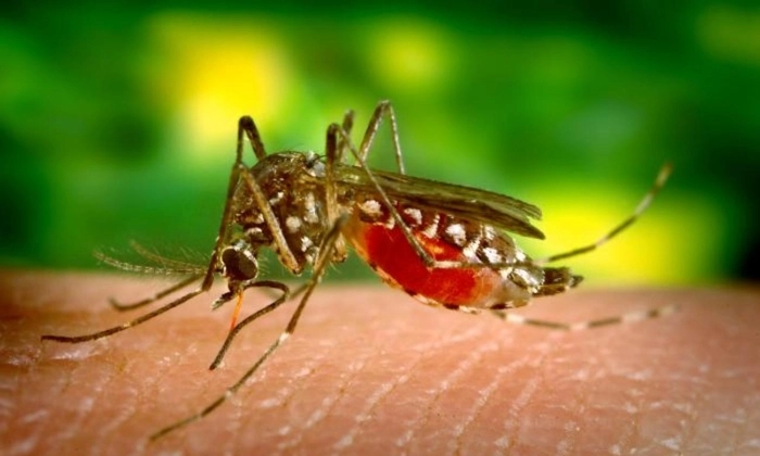 Una hembra del mosquito Aedes aegypti es el principal vector de propagación de la fiebre del dengue. (Cortesía de James Gathany/Centros para el Control y la Prevención de Enfermedades)