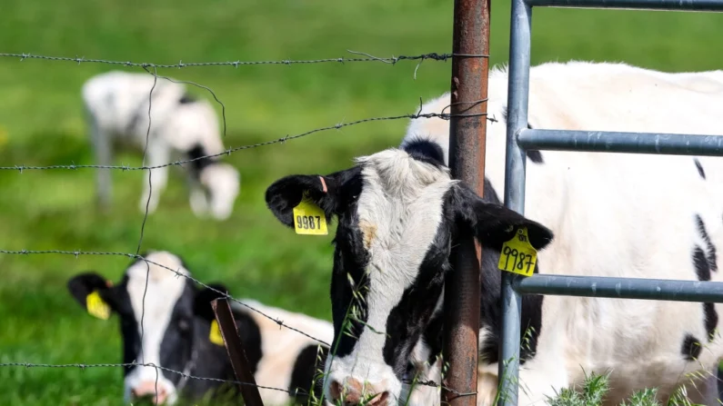 Vacas pastan en un campo en una granja lechera en Petaluma, California, el 26 de abril de 2024. (Justin Sullivan/Getty Images)