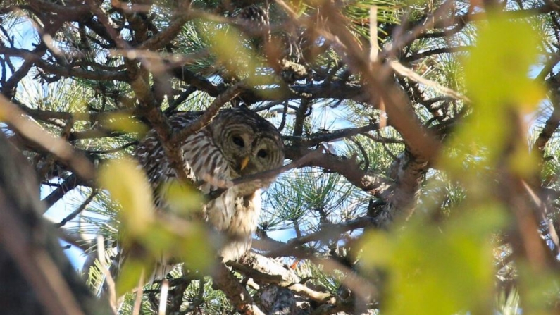 Un búho barrado se posa en una rama mientras Robert DeCandido también conocido como "Birding Bob" dirige a un grupo de observadores de aves durante un recorrido en Central Park, Nueva York, el 29 de noviembre de 2020. (Kena Betancur/AFP vía Getty Images)