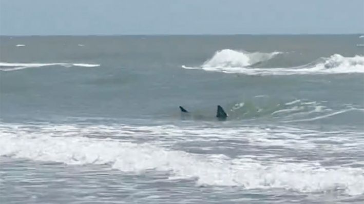 Esta imagen proporcionada por Katie McMillan muestra tiburones cerca de la costa en South Padre Island, Texas, el jueves 4 de julio de 2024. Los ataques de tiburones interrumpieron las celebraciones del 4 de julio cuando dos personas fueron trasladadas al hospital con mordeduras, al menos una de ellas grave, dijeron las autoridades. (Katie McMillan vía AP)