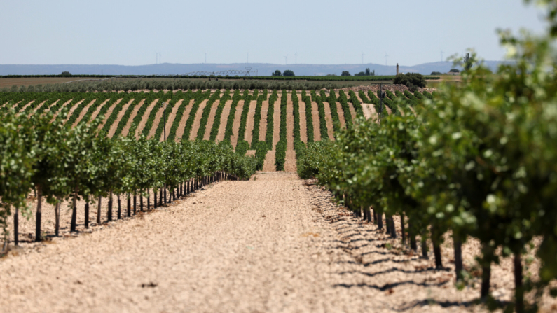 Fotografía tomada el 13 de julio de 2023 que muestra un campo de pistachos creciendo en un campo muy seco en Daimiel, en la región de Castilla La Mancha. (Foto de THOMAS COEX/AFP via Getty Images)