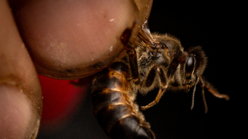 Melahat Gulbin, una apicultora de 57 años, sostiene una abeja reina caucásica antes de enviarla a un comprador el 17 de agosto de 2023 en Macahel, Turquía. (Chris McGrath/Getty Images)