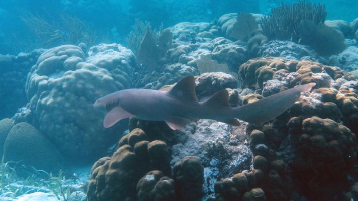 Un tiburón nodriza (Ginglymostoma cirratum) es visto en el arrecife de coral de la Reserva Marina de Hol Chan, en las afueras del pueblo de San Pedro, en Cayo Ambergris, Belice, el 7 de junio de 2018. (PEDRO PARDO/AFP vía Getty Images)