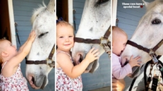 Para derretirse: Niña adora a un apacible caballo que se deja besar y acariciar la nariz I VIDEO