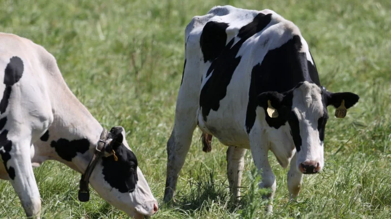 Las vacas pastan en un campo en una granja lechera el 26 de abril de 2024 en Petaluma, California. El Departamento de Agricultura de EE. UU. ordenó a los productores de lácteos que realicen pruebas a las vacas que producen leche para detectar infecciones por influenza aviar HPAI H5N1. (Justin Sullivan/Getty Images)