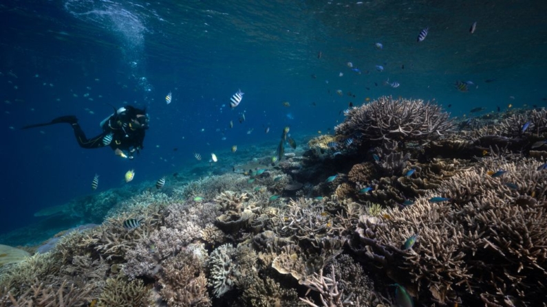 Esta foto tomada el 5 de noviembre de 2023 muestra a buceadores recreativos nadando junto a corales blanqueados en las aguas de la regencia de Raja Ampat, en la región de Papúa Occidental, al este de Indonesia. (Lillian Suwanrumpha/AFP vía Getty Images)