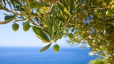 Hojas de olivo: Sus propiedades anticancerígenas pueden combatir el melanoma