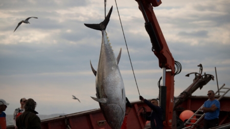 Procesadas 8 personas y 12 empresas por blanqueo y venta de atún rojo de la pesca ilegal