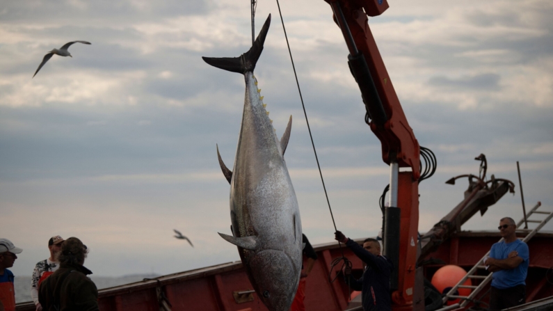 Un atún rojo es sacado del agua mediante la antigua técnica de pesca de la almadraba en aguas del Estrecho de Gibraltar, frente a la costa de Conil de la Frontera, sur de España, el 18 de mayo de 2023. (Foto de JORGE GUERRERO/AFP vía Getty Images)