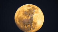 La «luna del Ciervo»deslumbrará el cielo en julio ¿Qué debe saber para apreciarla?