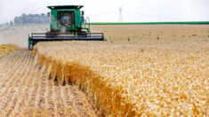 Legisladores bipartidistas instan a revisar la adquisición china de una terminal de cereales en EE.UU.
