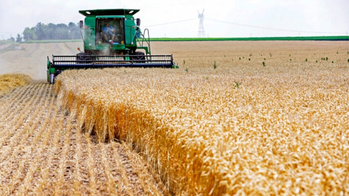 Una cosechadora pasa por encima de tallos de trigo durante la cosecha en una granja de Illinois, el 16 de julio de 2013. (Jim Young/Reuters)
