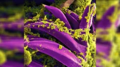 Autoridades confirman caso de peste bubónica en Colorado