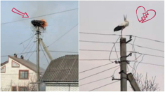 Milagro en la guerra: Cigüeñas pierden su nido en un incendio y los ucranianos les dan una sorpresa