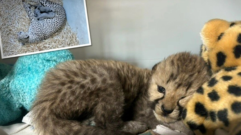 Un guepardo bebé de Oregón fue adoptado por una nueva familia felina en el zoo de Cincinnati. (Ilustración de The Epoch Times, cortesía del Zoo y Jardín Botánico de Cincinnati)