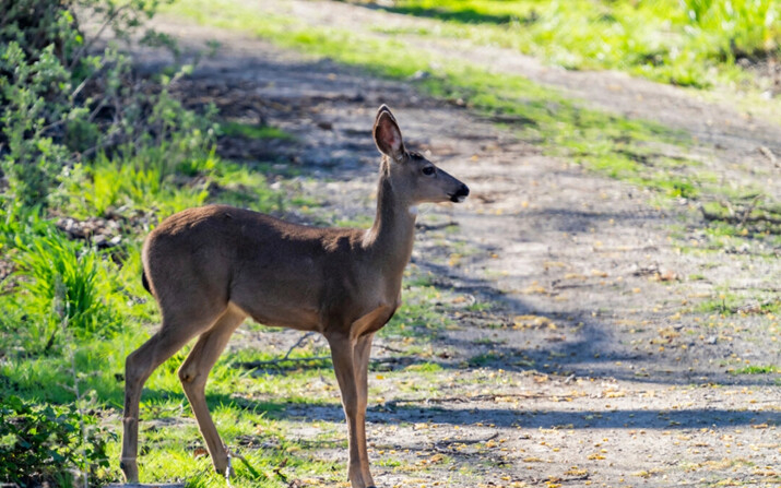 Un ciervo en el parque estatal Dos Ríos, en el valle de San Joaquín. (Brian Baer/California State Parks)
