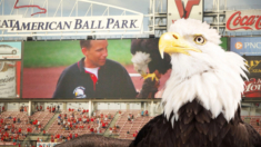 Se retira Sam, el águila que coronó el himno de EE.UU. en partidos de béisbol durante 20 años