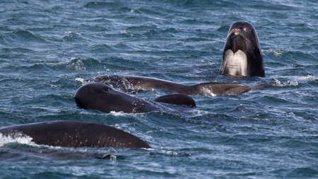 Hallan al menos 77 ballenas varadas en una playa de las islas Orcadas (Escocia)