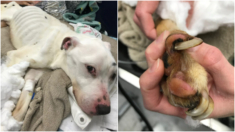 Perrito abandonado comía vidrios y pilas viejas para sobrevivir, se salvó de milagro