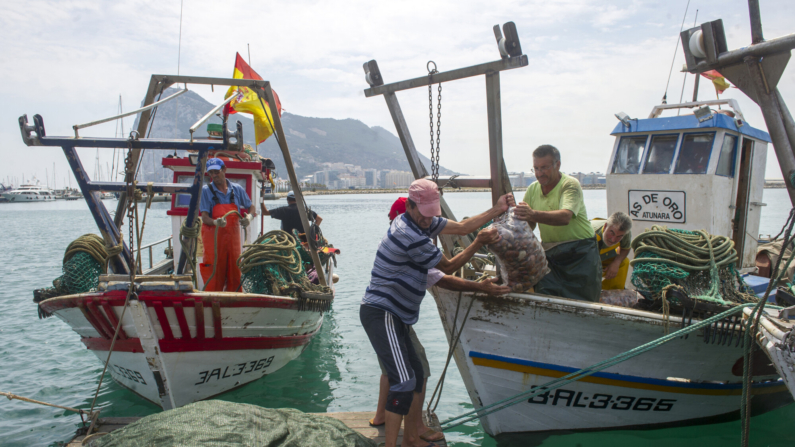 Pescadores españoles transportan bolsas de marisco con conchas finas que capturaron en un nuevo caladero de la bahía de Algeciras el 22 de agosto de 2013. (Photo MARCOS MORENO/AFP via Getty Images)