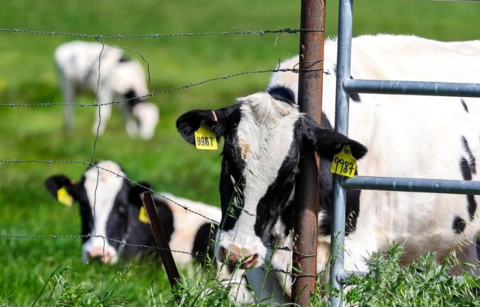 Las vacas pastan en un campo en una granja lechera en Petaluma, California, el 26 de abril de 2024. (Justin Sullivan/Getty Images)
