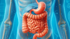 La supervivencia tras un trasplante de órganos podría depender del microbioma intestinal