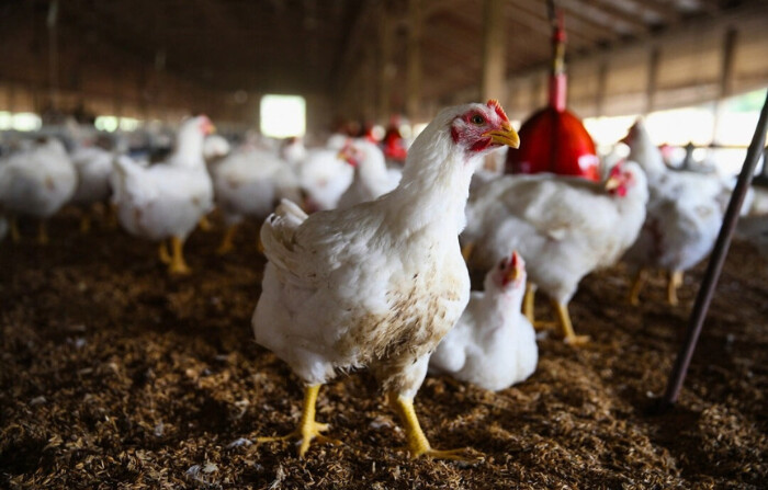 Gallinas reunidas alrededor del comedero en una granja. Una foto de archivo. (Scott Olson/Getty Images)