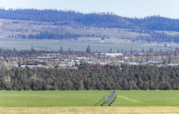 Cientos de granjas ilegales de marihuana operan en las afueras de Montague, California, el 7 de mayo de 2024. (John Fredricks/The Epoch Times)
