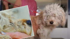 Perrito tiene solo 7 días para evitar su sacrificio, ¿podrá un cambio de look impedirlo? VIDEO