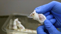 Científicos realizan experimentos en ratones que ayudarían a retrasar el envejecimiento en humanos