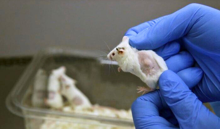 Un ratón en un laboratorio en Baltimore el 19 de septiembre de 2014. (Patrick Semansky/AP Foto)