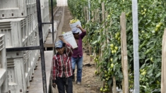 México y Brasil sellan pacto de cooperación agroalimentaria y de biocombustibles