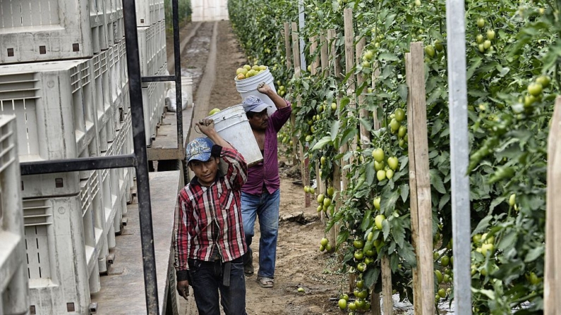 Imagen de archivo: Los jornaleros agrícolas trabajan en un campo de México. (ALFREDO ESTRELLA/AFP via Getty Images)