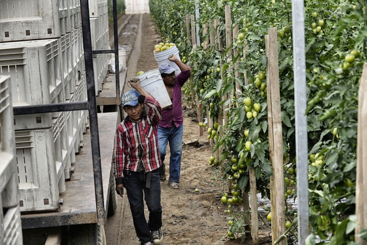 México y Brasil sellan pacto de cooperación agroalimentaria y de biocombustibles