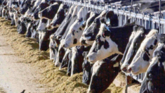 Colorado ordena a las granjas realizar análisis semanales de la leche para detectar gripe aviar