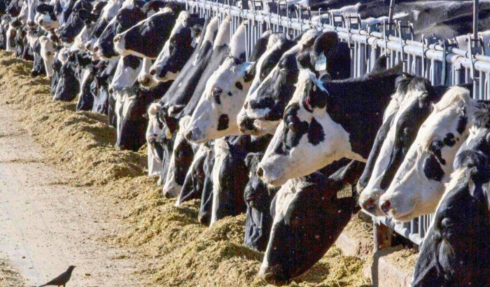 Alimento de ganado lechero en una granja en Nuevo México el 31 de marzo de 2017. (Rodrigo Abd/AP Foto)