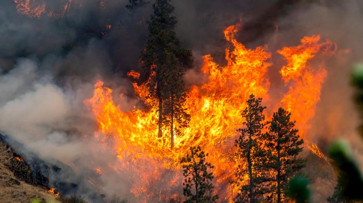 Un vehículo pasa junto al incendio River, que se está propagando, el jueves 25 de julio de 2024, cerca de Myrtle, Idaho, antes de que se cerrara la carretera estadounidense 12. Los rayos han provocado incendios forestales de rápida propagación en Idaho, lo que ha obligado a la evacuación de varias comunidades. (August Frank/Lewiston Tribune vía AP)