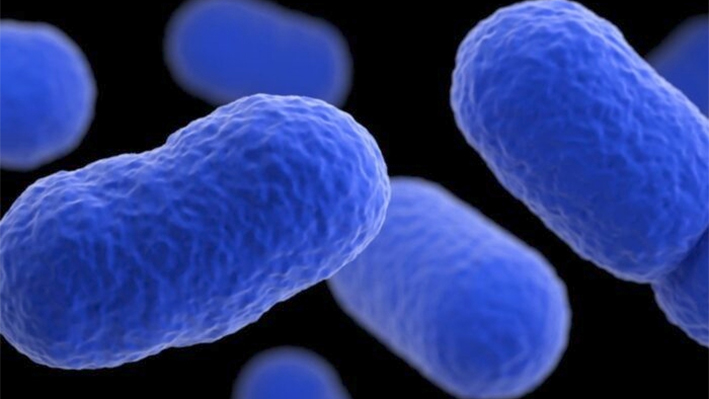 La bacteria Listeria monocytogenes en una foto de archivo. (Cortesía de los Centros para el Control y la Prevención de Enfermedades de EE.UU.)