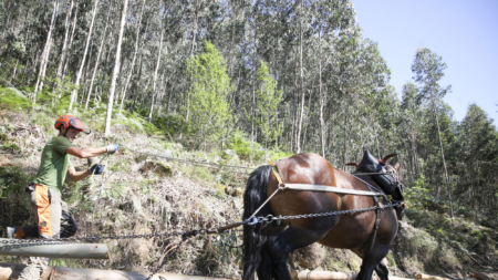 Los caballos vuelven a la explotación forestal para proteger terreno y agua en Urdaibai