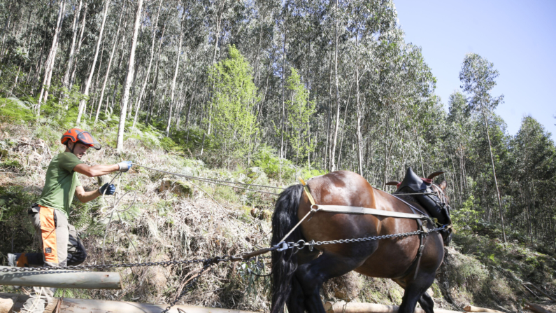 Unai Bikuña, responsable de la empresa ArdaGaia, durante la extracción de madera en Urdaibai con la yegua, un trabajo que erosiona menos el suelo frente a la maquinaria industrial pesada, EFE/Luis Tejido