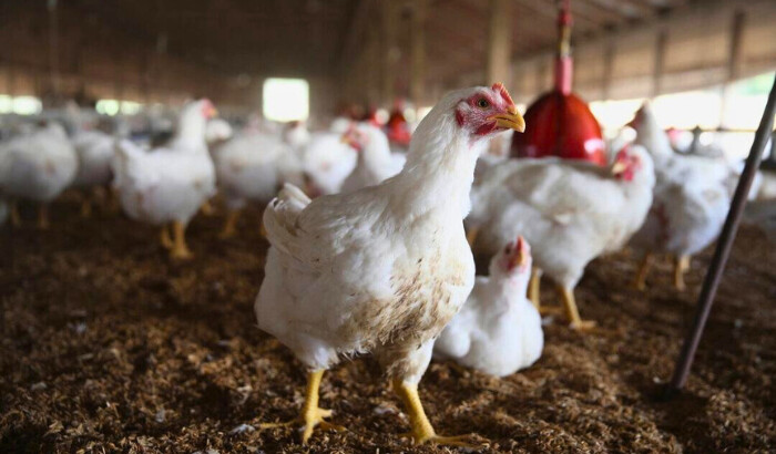 Las gallinas se reúnen alrededor de un comedero en una granja. (Foto de archivo, Scott Olson/Getty Images)